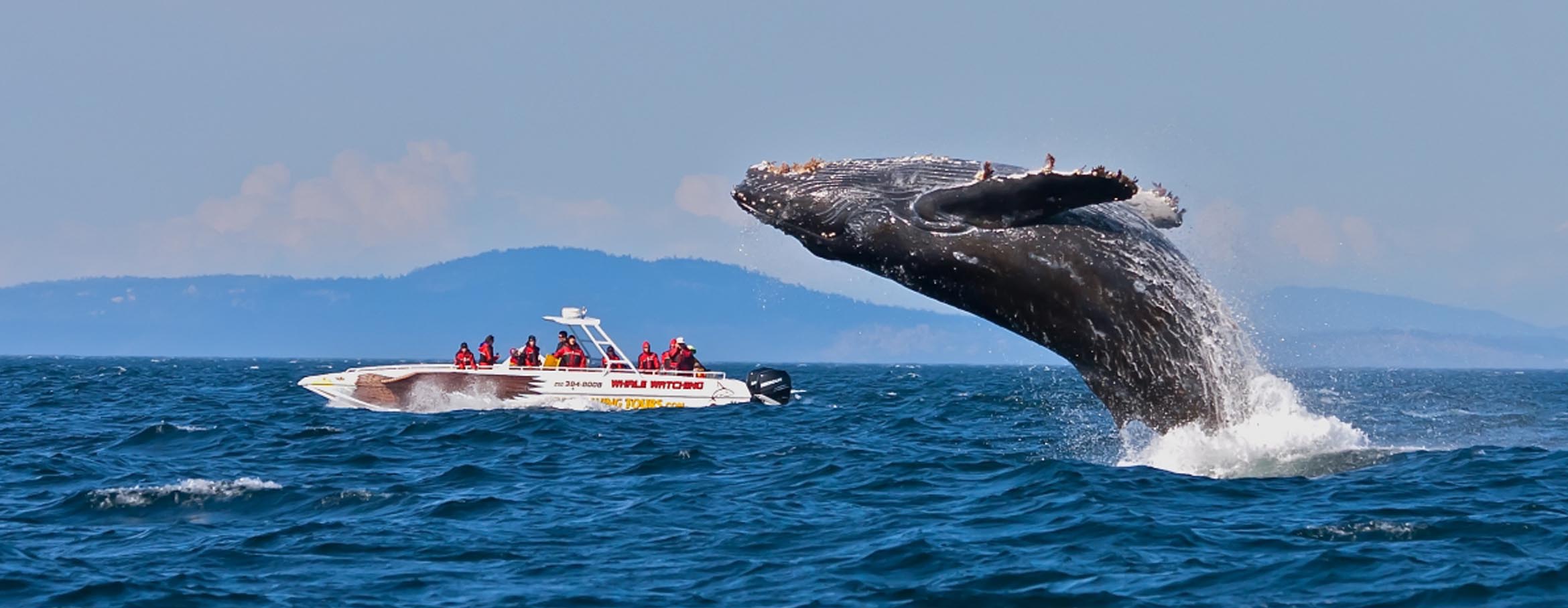 Whale Watching Mirissa with ( WWC )