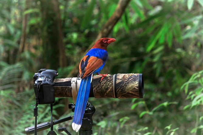 Bird Watching Tours in Sinharaja Rain Forest with Viator