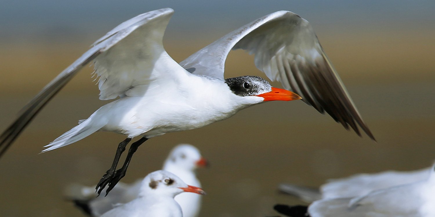 Muthurajawela Bird Watching Tour with Lakpura